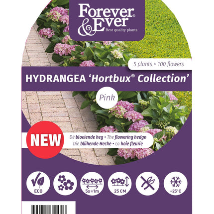 Hydrangea macrophylla 'Forever & Ever Hortbux' - Roze