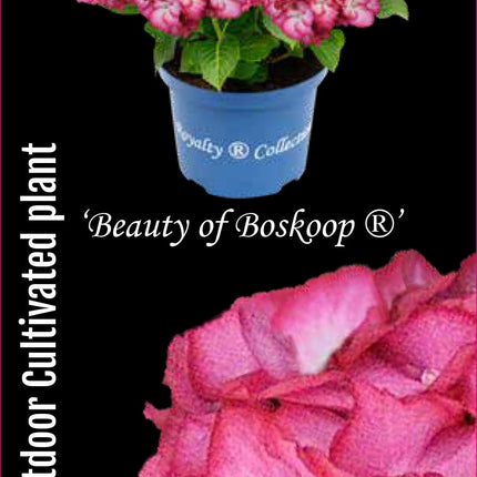 Hydrangea macrophylla 'Royalty Beauty of Boskoop' - Royalty Collection®