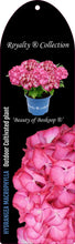 Afbeelding in Gallery-weergave laden, Hydrangea macrophylla &#39;Royalty Beauty of Boskoop&#39; - Royalty Collection®
