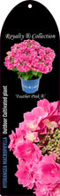 Afbeelding in Gallery-weergave laden, Hydrangea macrophylla &#39;Royalty Feather&#39; - Royalty Collection®
