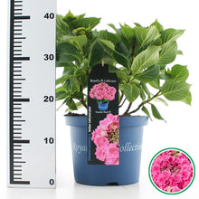 Afbeelding in Gallery-weergave laden, Hydrangea macrophylla &#39;Royalty Feather&#39; - Royalty Collection®

