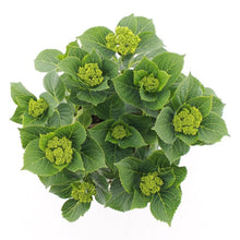 Afbeelding in Gallery-weergave laden, Hydrangea macrophylla &#39;Royalty Feather&#39; - Royalty Collection®
