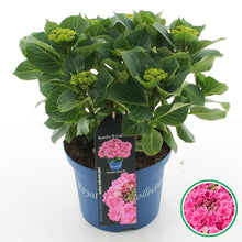 Afbeelding in Gallery-weergave laden, Hydrangea macrophylla &#39;Royalty Feather&#39; - Royalty Collection®
