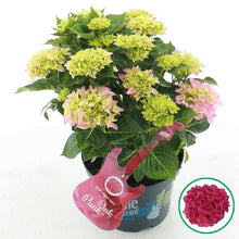 Afbeelding in Gallery-weergave laden, Hydrangea macr. Pink Punk® - Hortensia Music Collection®
