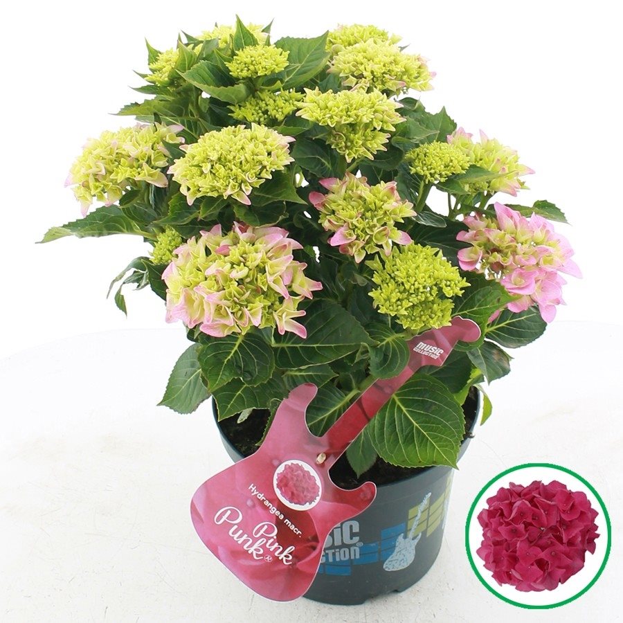 Hydrangea macr. Pink Punk® - Hortensia Music Collection®