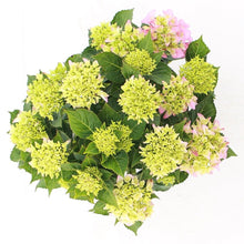 Afbeelding in Gallery-weergave laden, Hydrangea macr. Pink Punk® - Hortensia Music Collection®
