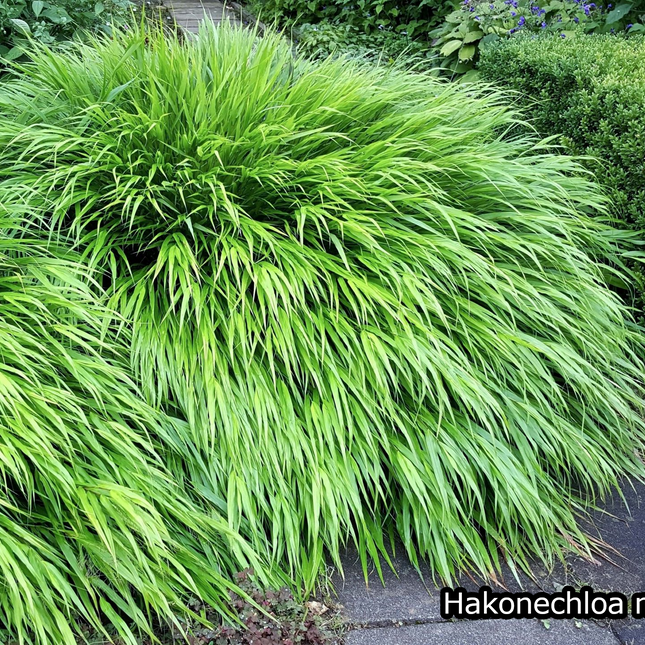 Borderpakket 'Japanse-stijl' - 5m² - 50 planten