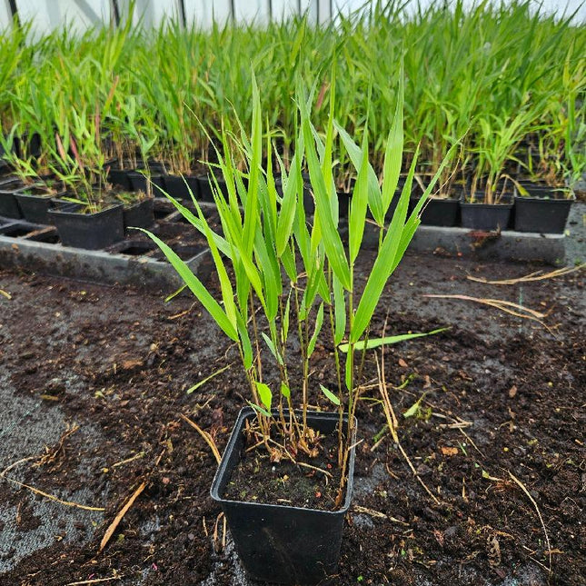 Hakonechloa macra - Japans bosgras