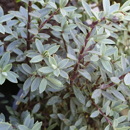 Hebe pimeleoides - Struikveronica