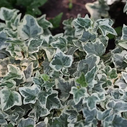Close-up van het kleine, grijsgroene blad van Hedera helix ‘Glacier’, met zilverachtige accenten en crèmekleurige bladranden.