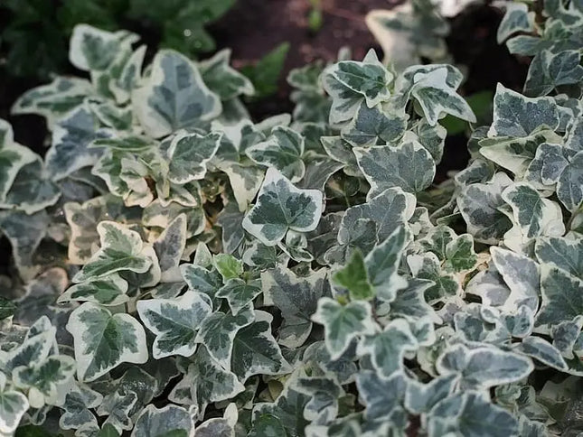 Close-up van het kleine, grijsgroene blad van Hedera helix ‘Glacier’, met zilverachtige accenten en crèmekleurige bladranden.