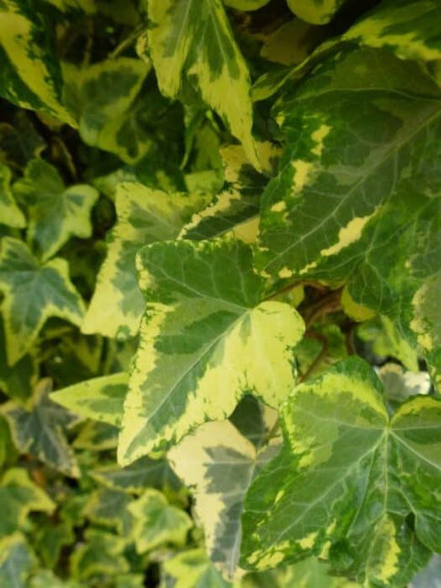 Close-up van het bontgekleurde blad van Hedera helix ‘Golden Kolibrie’, met frisgroen blad en opvallend goudgele accenten.