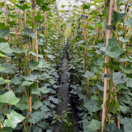 Hedera hibernica - Grootbladige Klimop - 80-100cm - Haagpakket voor 5 meter