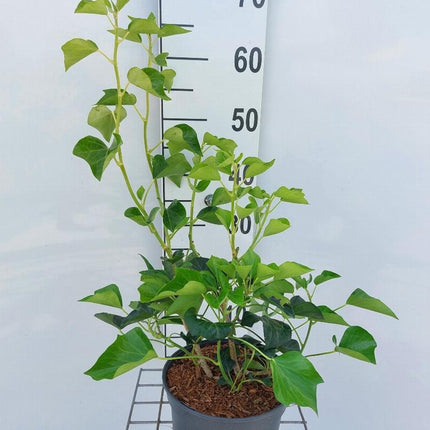 Hedera helix 'Arborescens' - Struikklimop