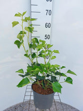 Afbeelding in Gallery-weergave laden, Hedera helix &#39;Arborescens&#39; - Struikklimop
