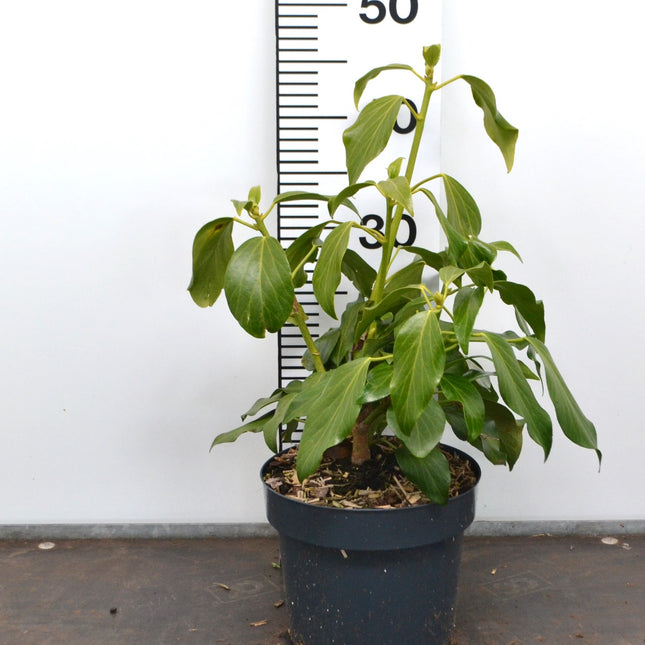 Hedera colchica 'Fall Favourite'	- Kaukasische Struikklimop