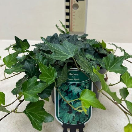 Hedera helix Green Ripple - Klimop