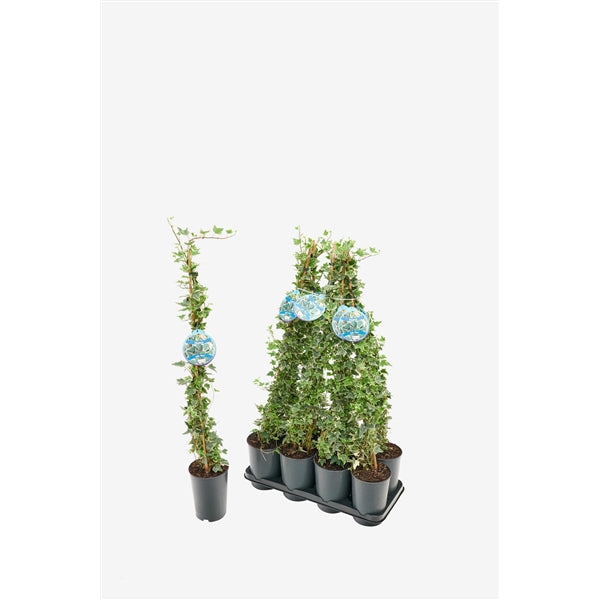 Hedera helix Eva - Bonte klimop