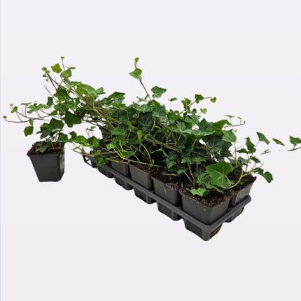 Meerdere Hedera hibernica planten in P9-potjes in tray, met glanzend donkergroen blad en compacte, klimmende groei klaar voor aanplant.
