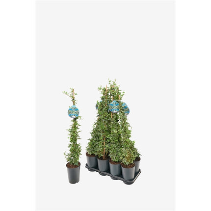Hedera helix Mona Lisa - Bonte Klimop