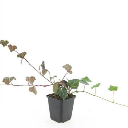Foto van een Hedera helix ‘Woerner’ (klimop) in een P9-potje, met donkergroene, leerachtige bladeren met lichte nerven en een compacte groei, geschikt als bodembedekker of klimplant.