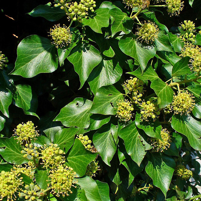 Hedera helix 'Arborescens' - Struikklimop