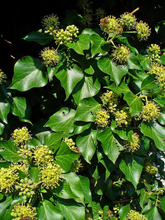 Afbeelding in Gallery-weergave laden, Hedera helix &#39;Arborescens&#39; - Struikklimop
