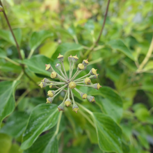 Afbeelding in Gallery-weergave laden, Hedera helix &#39;Arborescens&#39; - Struikklimop
