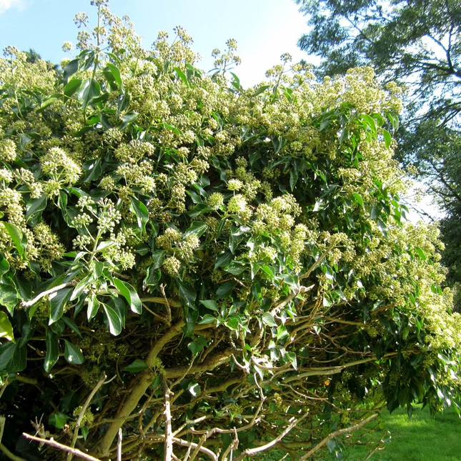 Hedera helix 'Arborescens' - Struikklimop