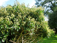 Afbeelding in Gallery-weergave laden, Hedera helix &#39;Arborescens&#39; - Struikklimop

