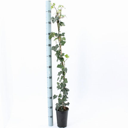 Hedera hibernica - Grootbladige Klimop - 80-100cm - Haagpakket voor 5 meter