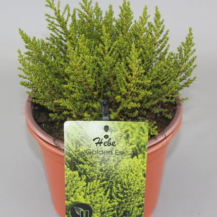 Hebe 'Golden Esk' - Struikveronica