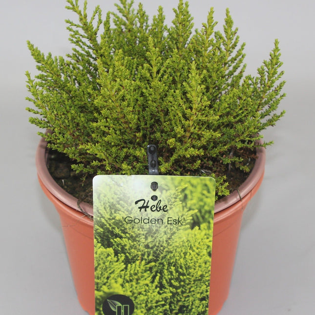 Hebe 'Golden Esk' - Struikveronica