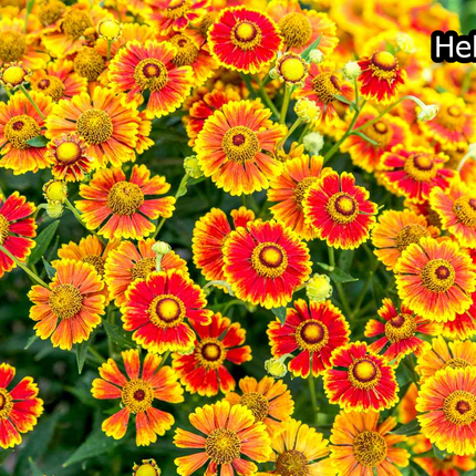 Borderpakket 'Nazomer & Kleur' - 5m² - 50 planten