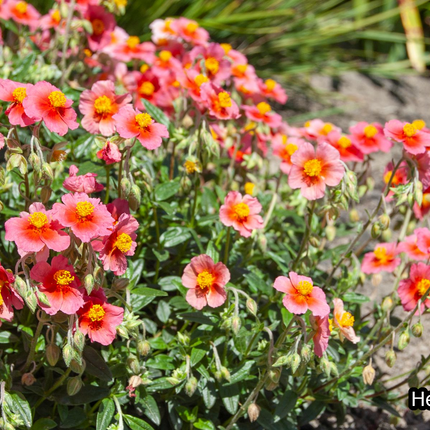Borderpakket 'Onderhoudsarm-zonpakket' - 5m² - 50 planten