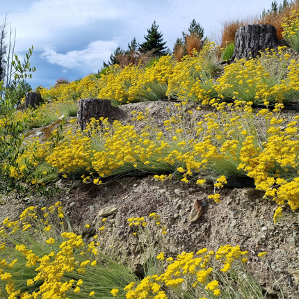 Helichrysum italicum - Kerrieplant