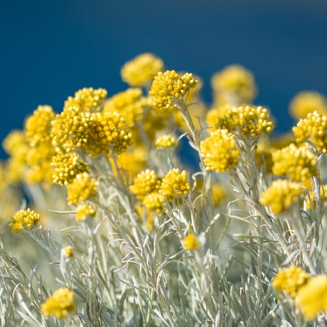 Helichrysum italicum - Kerrieplant