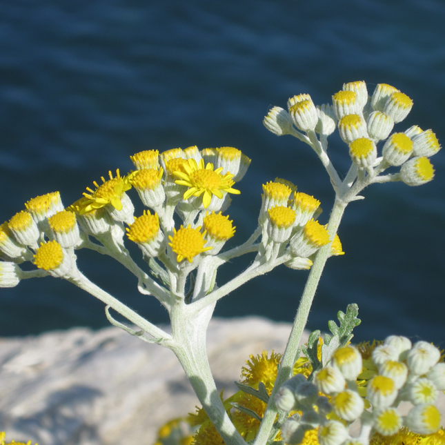 Helichrysum italicum - Kerrieplant