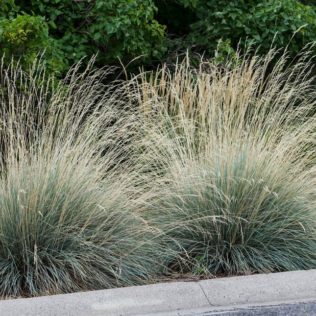 Helictotrichon sempervirens – Blauw havergras