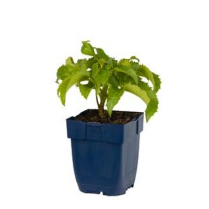 Helleborus 'argutifolius' - Ranskervelkerstroos (Pakket van 10)