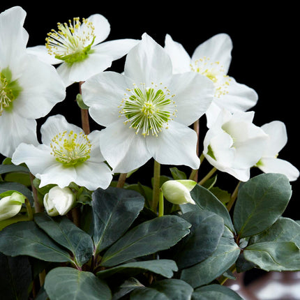 Helleborus 'Niger' - Witte Kerstroos