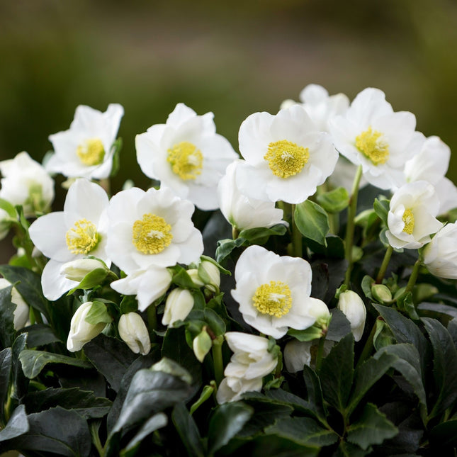 Helleborus 'Niger' - Witte Kerstroos