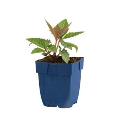 Helleborus 'sternii' - Nieskruid