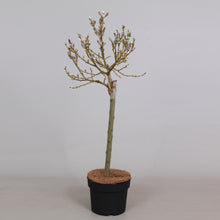 Afbeelding in Gallery-weergave laden, Salix helvetica op stam - Dwergwilg
