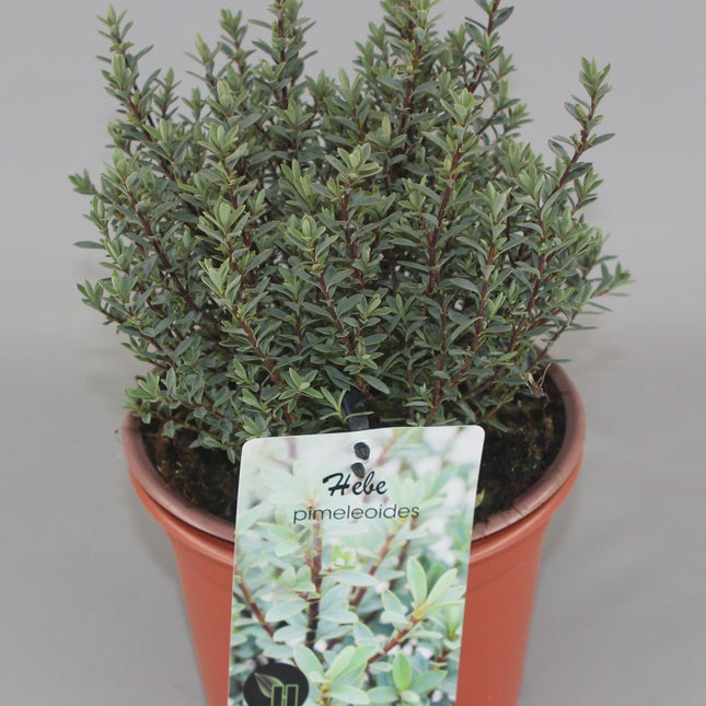 Hebe pimeleoides - Struikveronica