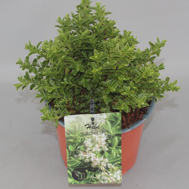 Hebe rakaiensis - Struikveronica