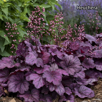 Borderpakket 'Schaduw' - 5m² - 50 planten