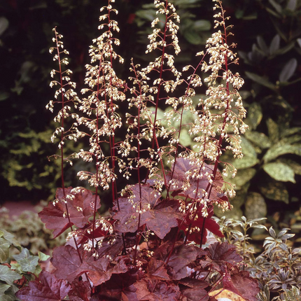 Heuchera micrantha 'Palace Purple' - Purperklokje