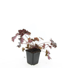 Afbeelding in Gallery-weergave laden, Heuchera micrantha &#39;Palace Purple&#39; - Purperklokje
