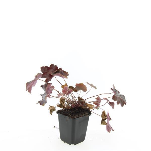 Heuchera micrantha 'Palace Purple' - Purperklokje